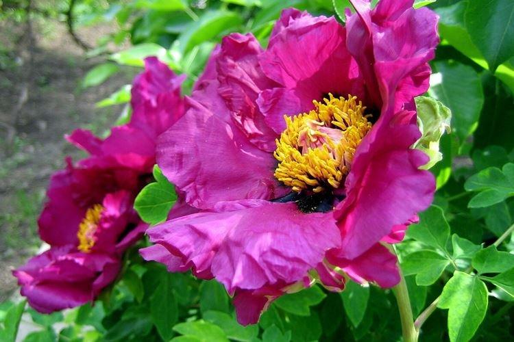 Pivoines arbustives - photo