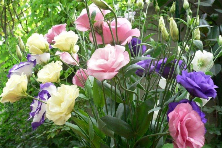 Informations générales - Eustoma