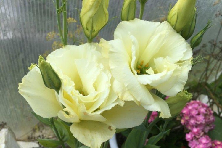 Eustoma Yellow - Types d'eustoma