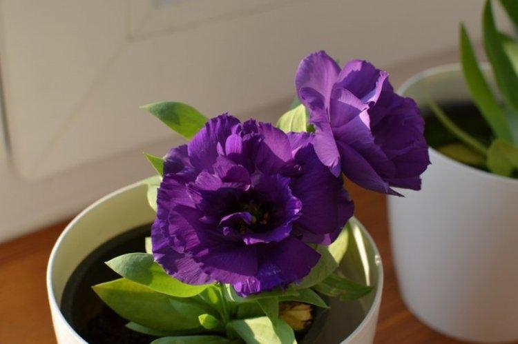 Éclairage - Eustoma Care