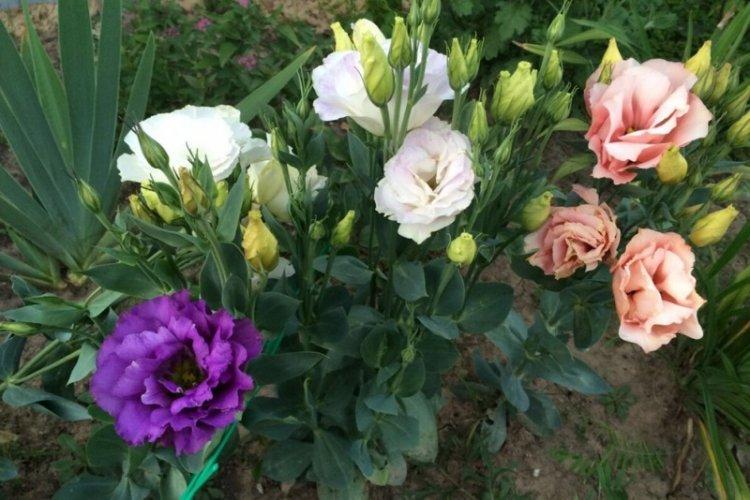 Engrais et fertilisation - Eustoma care