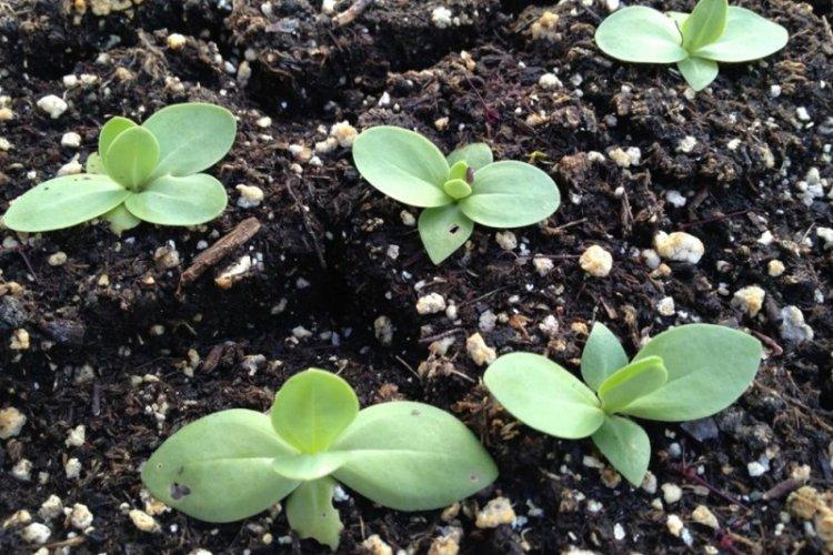 Reproduction - Soins Eustoma