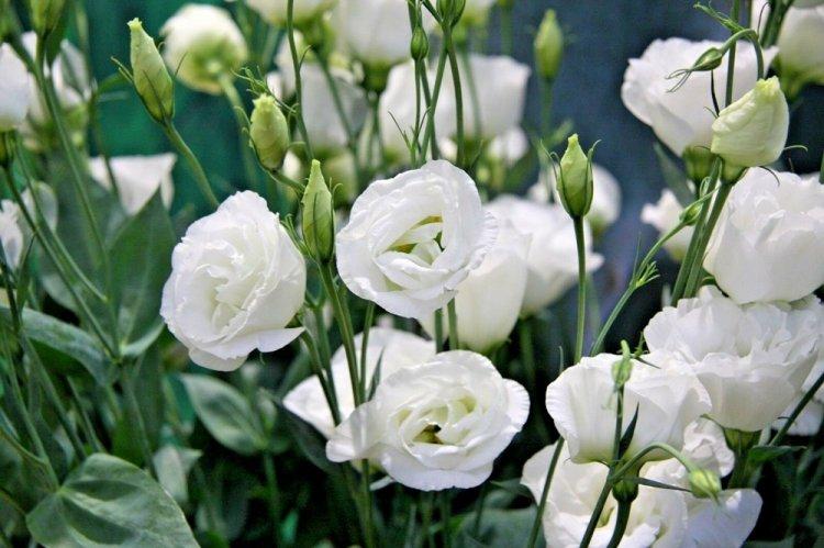 Eustoma - photo