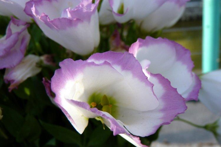 Eustoma - photo