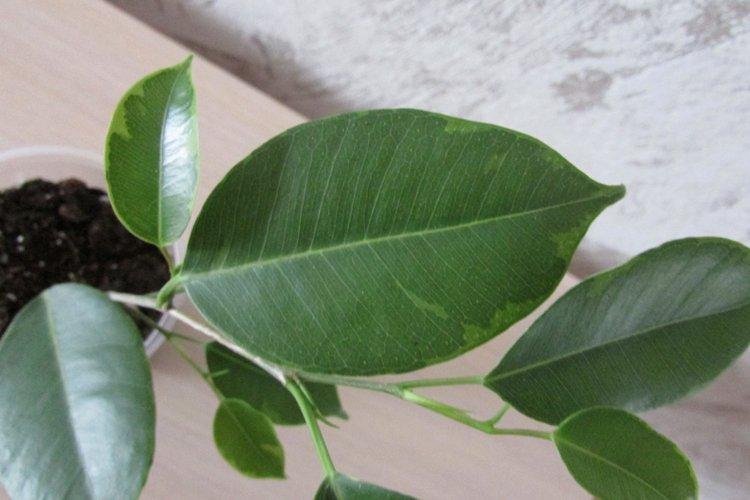 Ficus Benjamina Baft