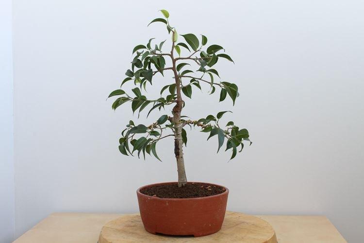 Température - Benjamin Ficus Care