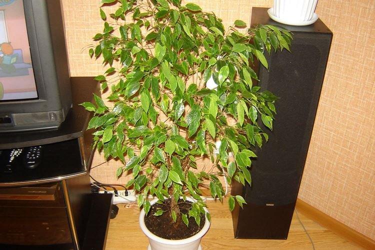 Éclairage - Benjamin Ficus Care