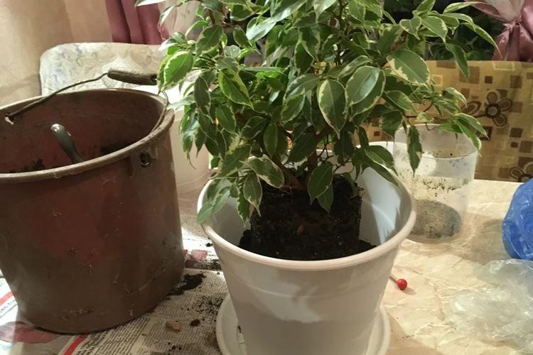 Engrais et fertilisation - Soin du ficus de Benjamin