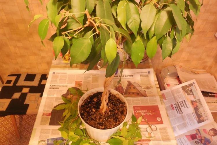 Élagage - Benjamin Ficus Care