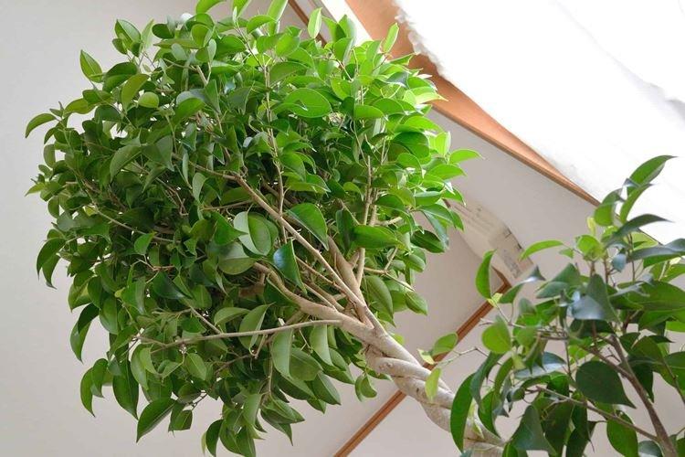 Ficus Benjamin - photo