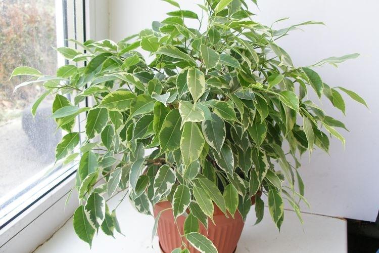 Ficus Benjamin - photo