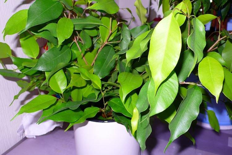 Ficus Benjamin - photo