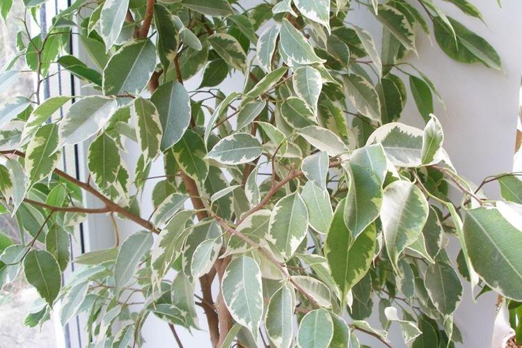 Ficus Benjamin - photo