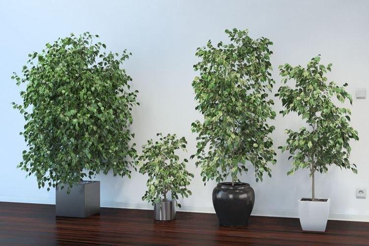 Ficus Benjamin - photo