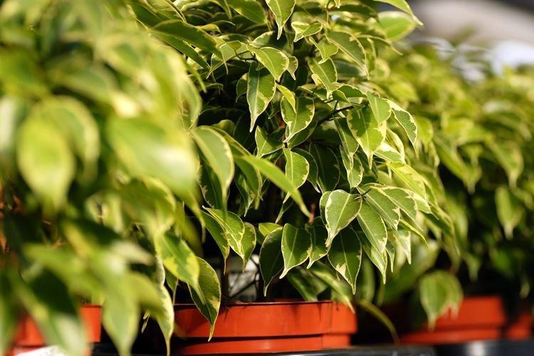 Ficus Benjamin - photo