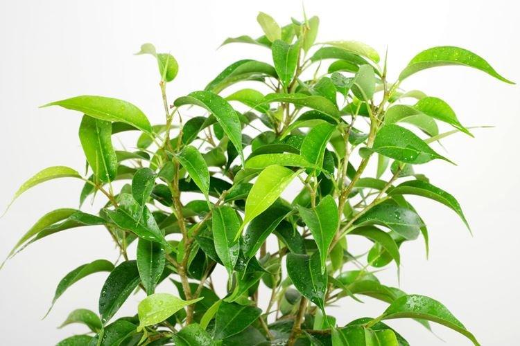 Ficus Benjamin - photo