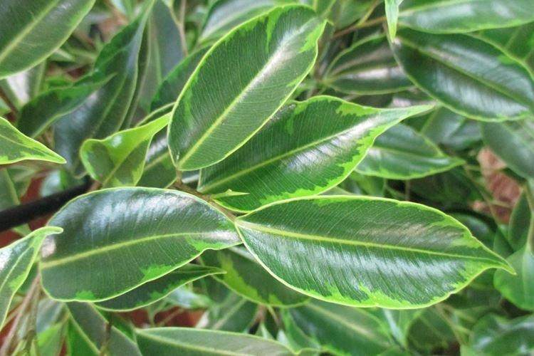 Ficus Benjamin - photo