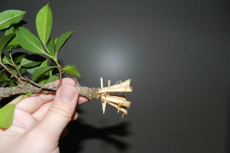 Reproduction du ficus Benjamin à la maison