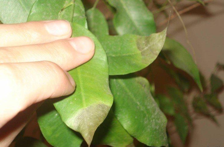 Maladies et ravageurs - Ficus Benjamina soins à domicile