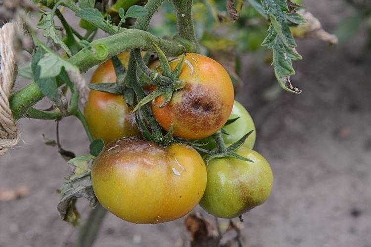 Phytophthora sur tomates - Qu'est-ce que c'est
