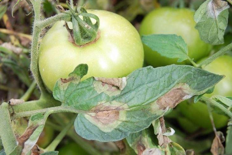Comment reconnaître la maladie - Phytophthora sur tomates