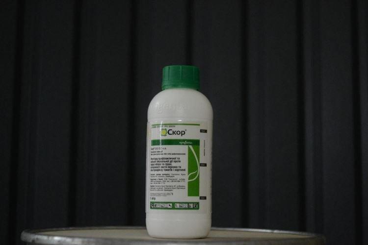 Vitesse - Comment traiter les tomates du mildiou