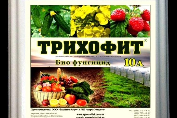 Trichophyte - Comment traiter les tomates du phytophthora