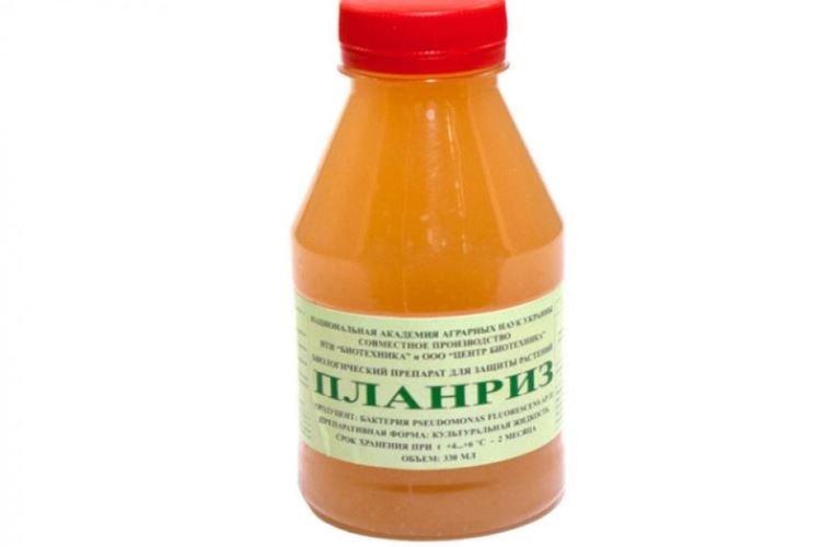 Planriz - Comment traiter les tomates du mildiou