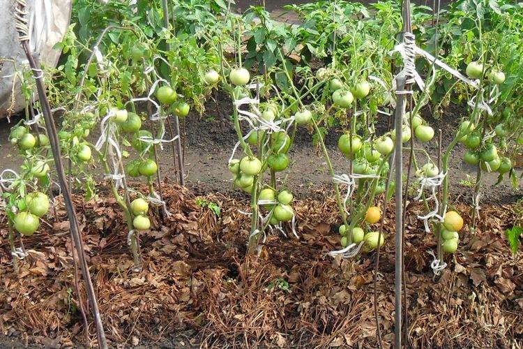Paillage - Remèdes populaires contre le mildiou sur les tomates