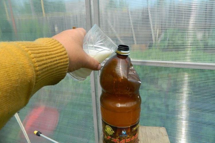 Kéfir - Remèdes populaires contre le mildiou sur les tomates