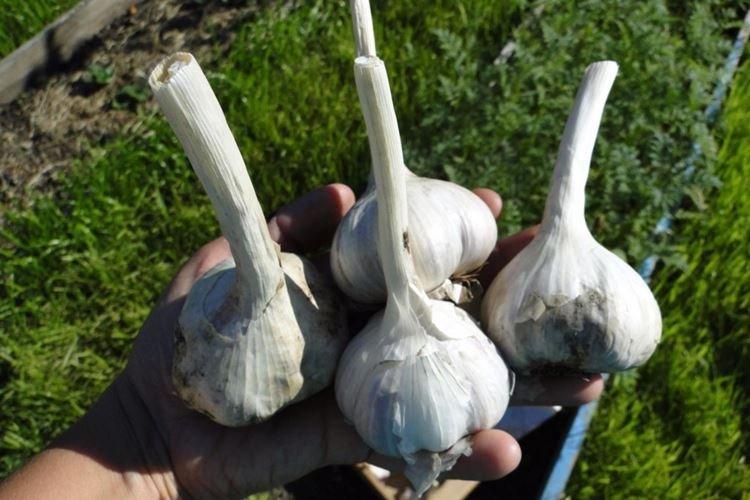 Ail - Remèdes populaires contre le mildiou sur les tomates