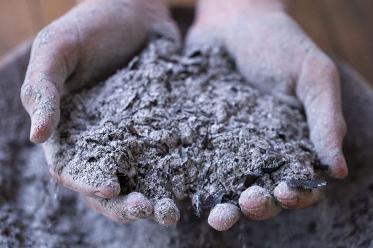 Ash - Remèdes populaires contre le mildiou sur les tomates