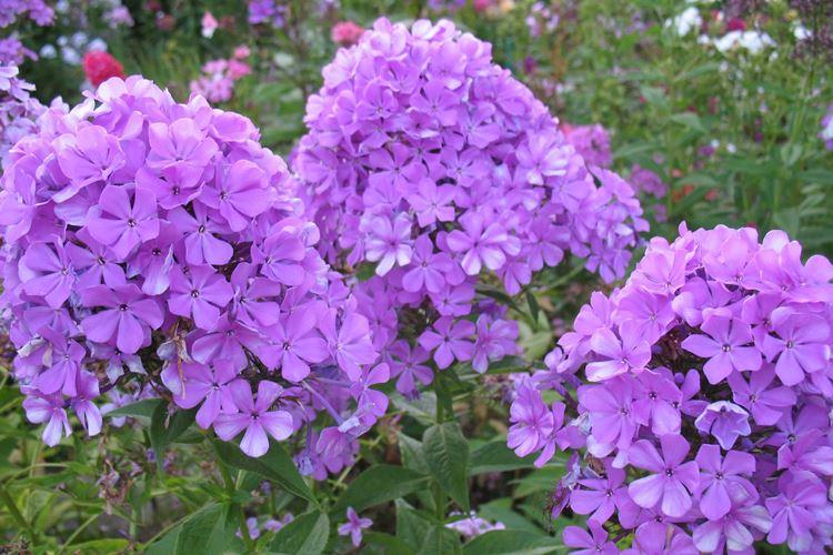 Phlox (60 photos): types et caractéristiques des soins