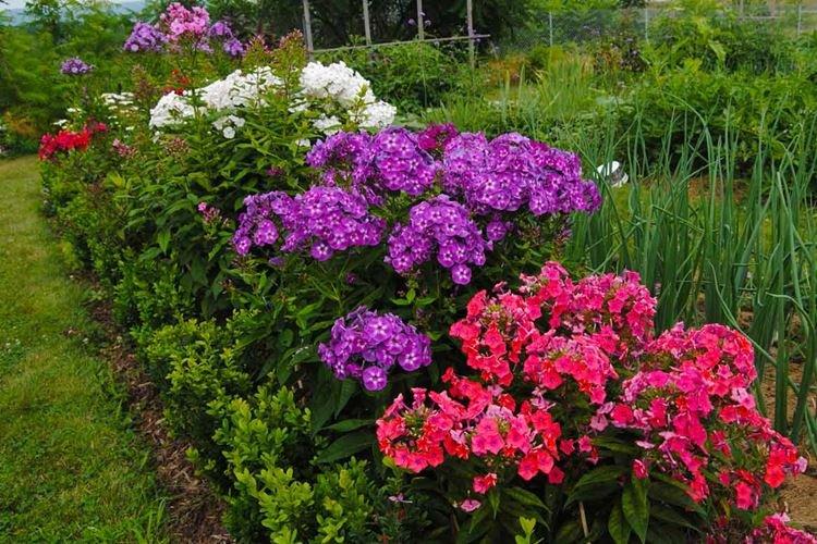 Informations générales - Phlox