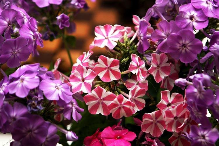 Variétés hybrides - Types de phlox