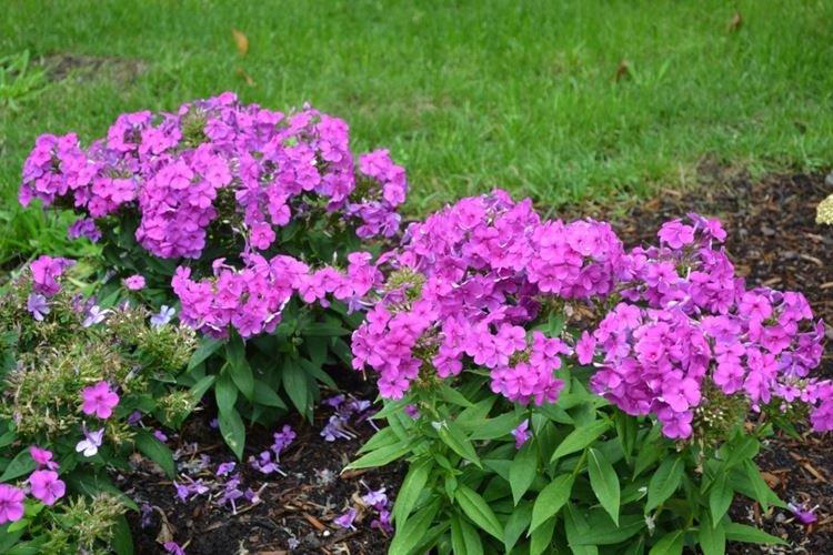 Arrosage - Phlox Care