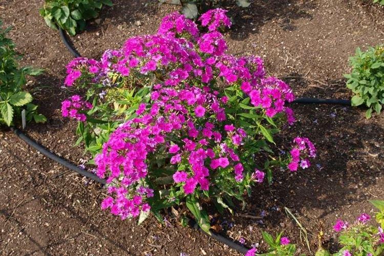 Engrais et alimentation - Phlox care