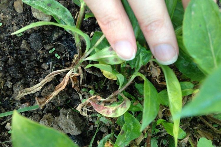 Lutte contre les parasites et les maladies - Phlox