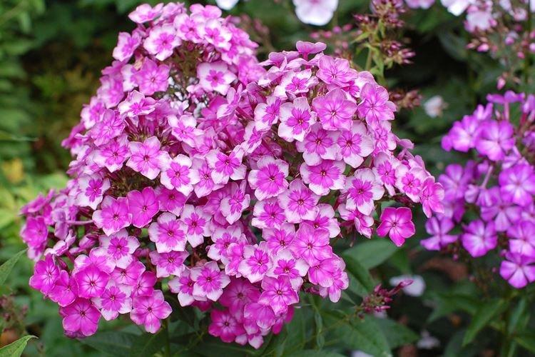 Phlox - photo