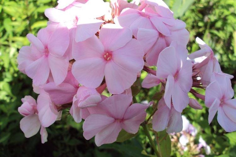 Phlox - photo