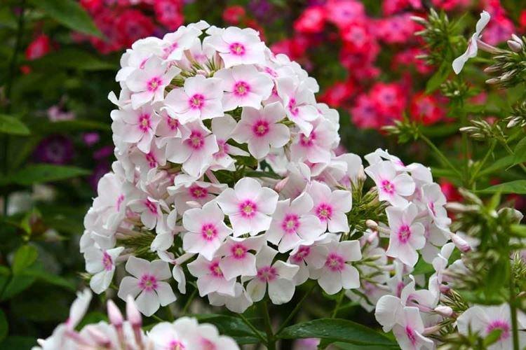 Phlox - photo