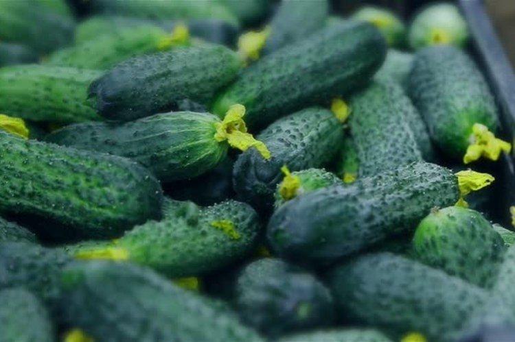 Le rapide et le furieux