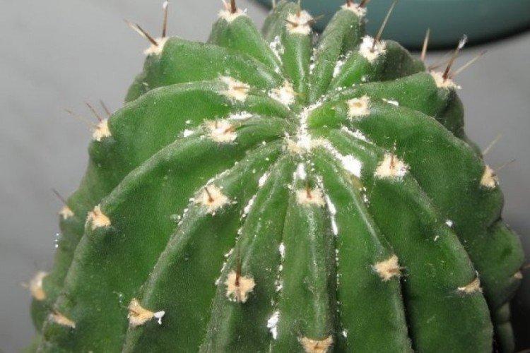 Ravageurs des cactus