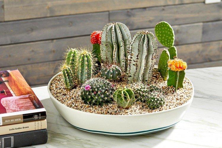Pouvez-vous planter différents cactus dans un même pot ?