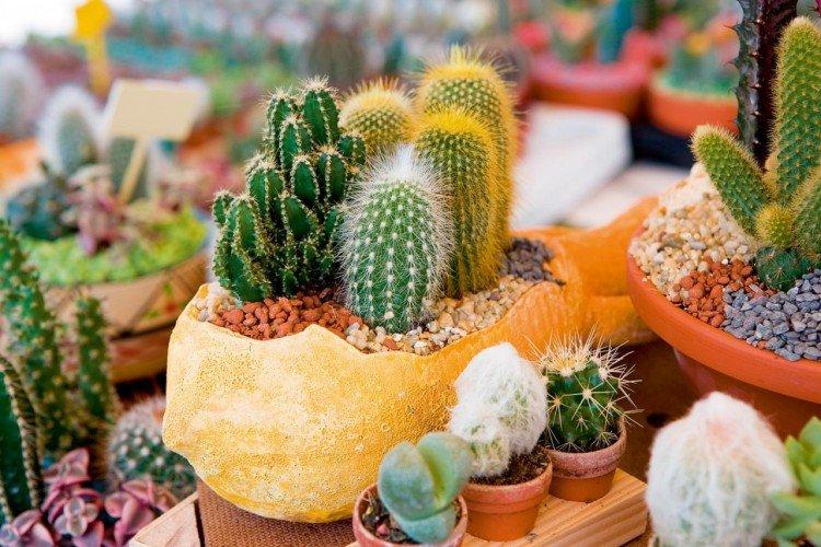Puis-je mettre un cactus dans une pièce sans fenêtre ?