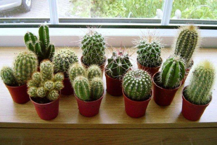 Les cactus peuvent-ils être conservés à l'extérieur en été ?
