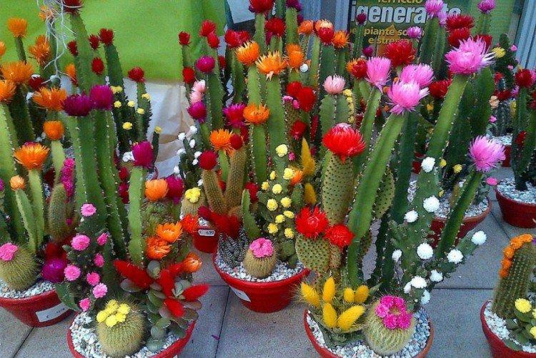 Soin des cactus en fleurs