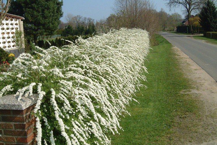 Spirée à fleurs blanches