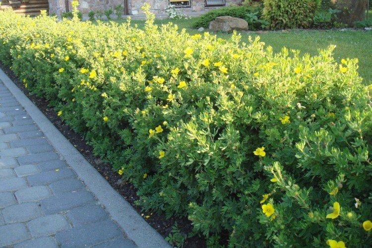 Potentille arbustive