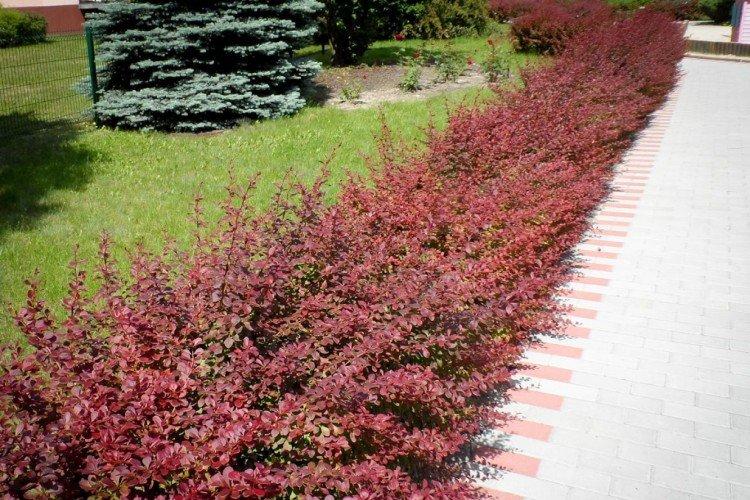 L'épine-vinette violette